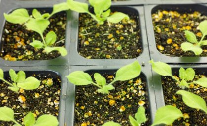 Green seedlings grow in soil in a black plastic tray, the photo is taken from above.